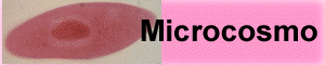 microsmo.gif (7010 byte)